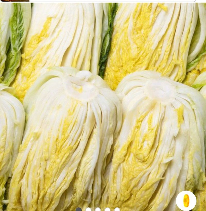 손민경님의 장터 판매 상품 [김장배추 20kg(7-10포기)] 첨부 사진