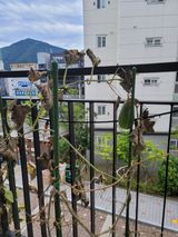 팜모닝 기타작물·병해충상담 게시글 이미지