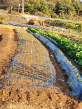 팜모닝 기타작물·자유게시판 게시글 이미지