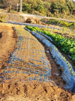 또롱이아빠님의 기타작물 · 자유게시판 작성글 사진