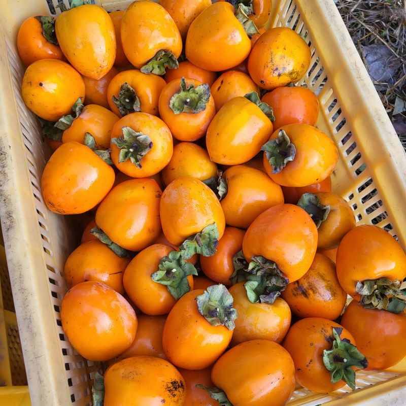 두딸맘님의 장터 판매 상품 [대봉감 18000] 첨부 사진