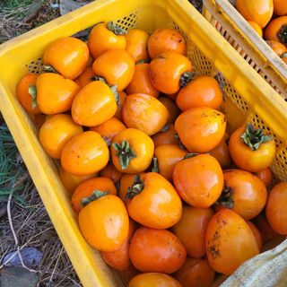 두딸맘님의 작성글 사진