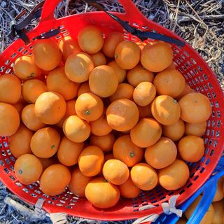 수산자매농장님의 작성글 사진