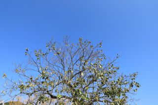 怕遂農夫님의 감 · 자유게시판 작성글 사진