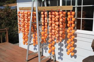 怕遂農夫님의 감 · 자유게시판 작성글 사진