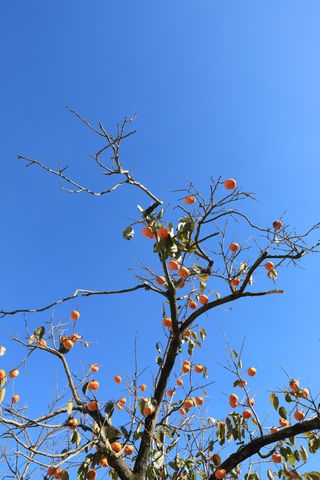 怕遂農夫님의 감 · 자유게시판 작성글 사진