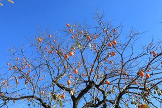 怕遂農夫님의 감 · 자유게시판 작성글 사진