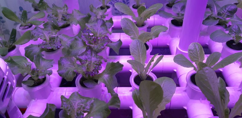 김기영님의 장터 판매 상품 [가정용 수경재배기(공장형 제작가능)] 첨부 사진