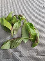 팜모닝 기타작물·병해충상담 게시글 이미지