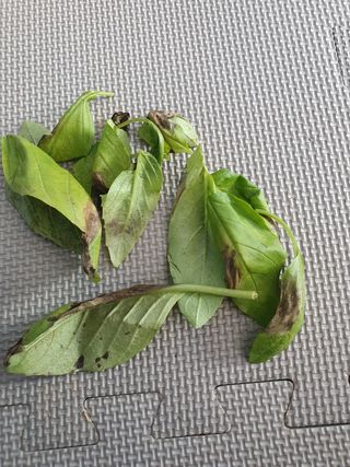 바질님의 기타작물 · 병해충상담 작성글 사진