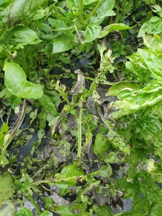 바질님의 기타작물 · 병해충상담 작성글 사진