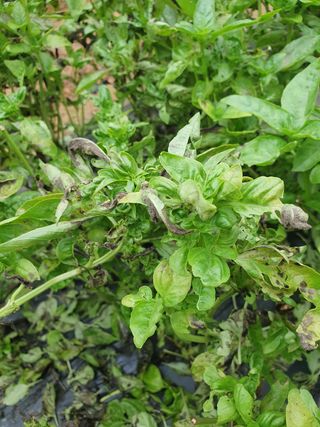 바질님의 기타작물 · 병해충상담 작성글 사진