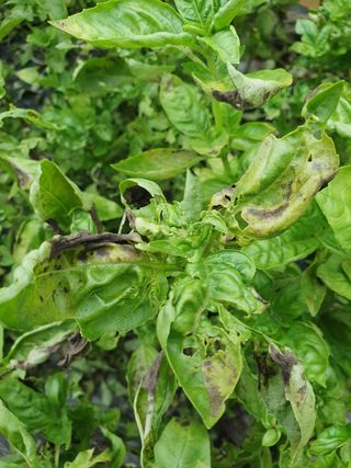 바질님의 기타작물 · 병해충상담 작성글 사진