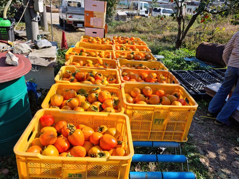 최우식님의 장터 판매 상품 [대봉감 10kg 기준 26,000원 택비포함입니다] 첨부 사진