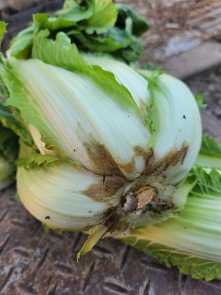 인주육묘님의 배추 · 병해충상담 작성글 사진