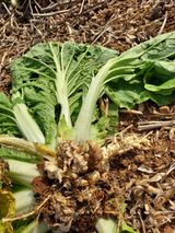 팜모닝 배추·병해충상담 게시글 이미지