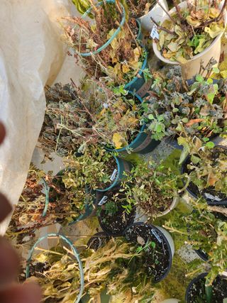 Preotu님의 기타작물 · 자유게시판 작성글 사진