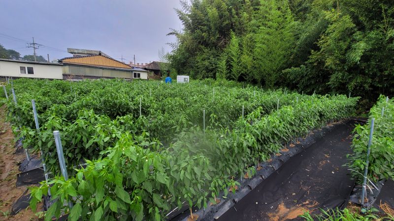 장터 상품 [청양고춧가루 500g당 16,000원] 썸네일