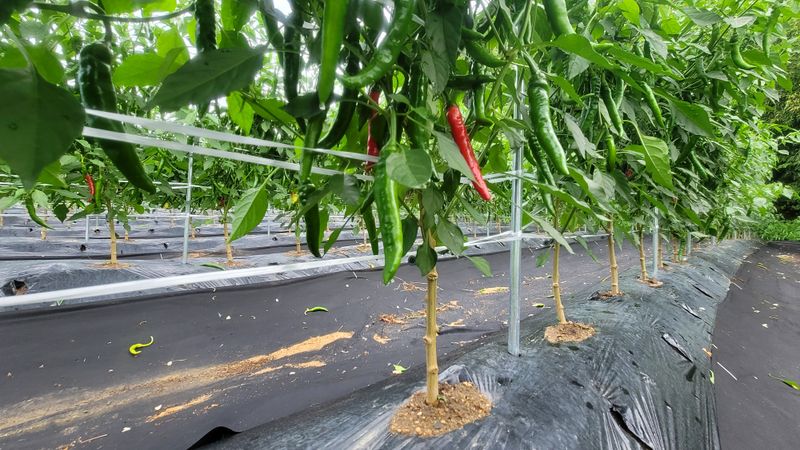 고추 조의현님의 장터 판매 상품 [청양고춧가루 500g당 16,000원] 첨부 사진