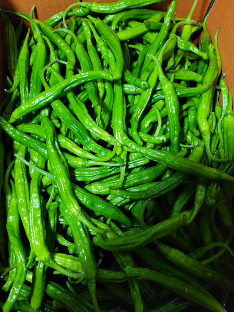 김성진. 텃받이야기님의 장터 판매 상품 [꽈리풋고추 4키로 1박스 공판단가 42000원] 첨부 사진