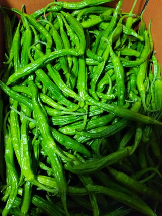 김성진. 텃받이야기님의 작성글 사진