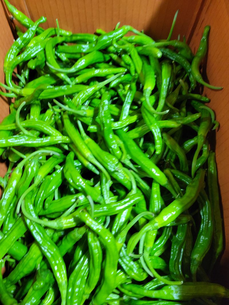 장터 상품 [꽈리풋고추 4키로 1박스 공판단가 42000원] 썸네일