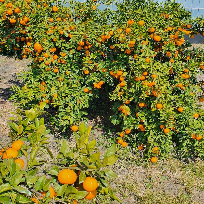 제주 노지 극조생.님의 장터 판매 상품 [노지 극조생 왕빵 10키로 17,000 원] 첨부 사진