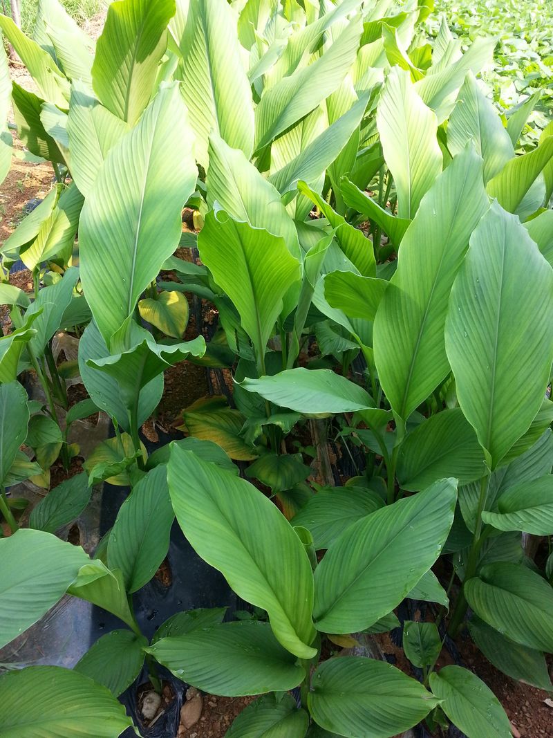 장터 상품 [울금 10kg  30000만  20kg 50000] 썸네일