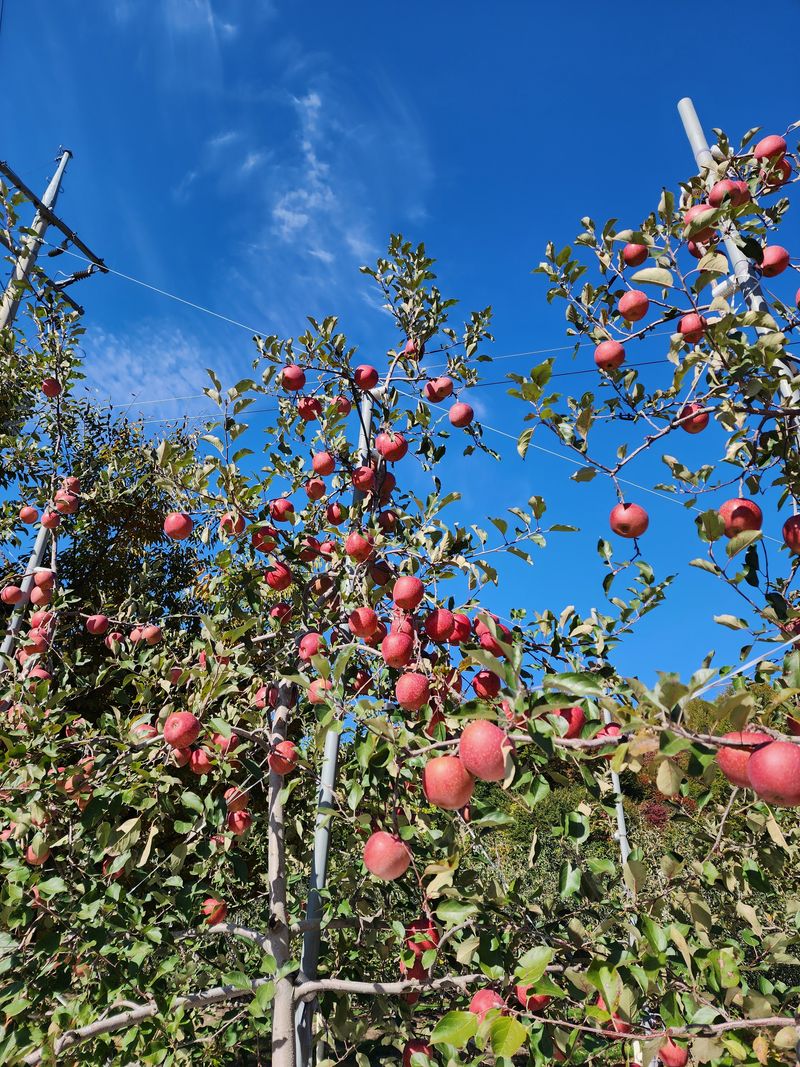 현등농원♡님의 장터 판매 상품 [부사사과 30000] 첨부 사진
