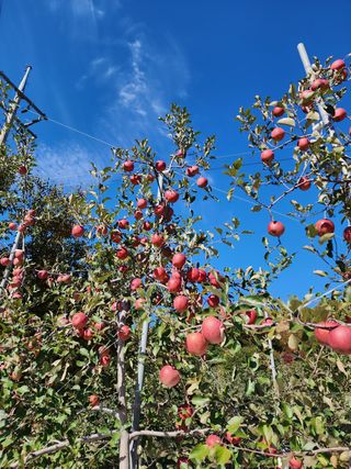 현등농원♡님의 작성글 사진