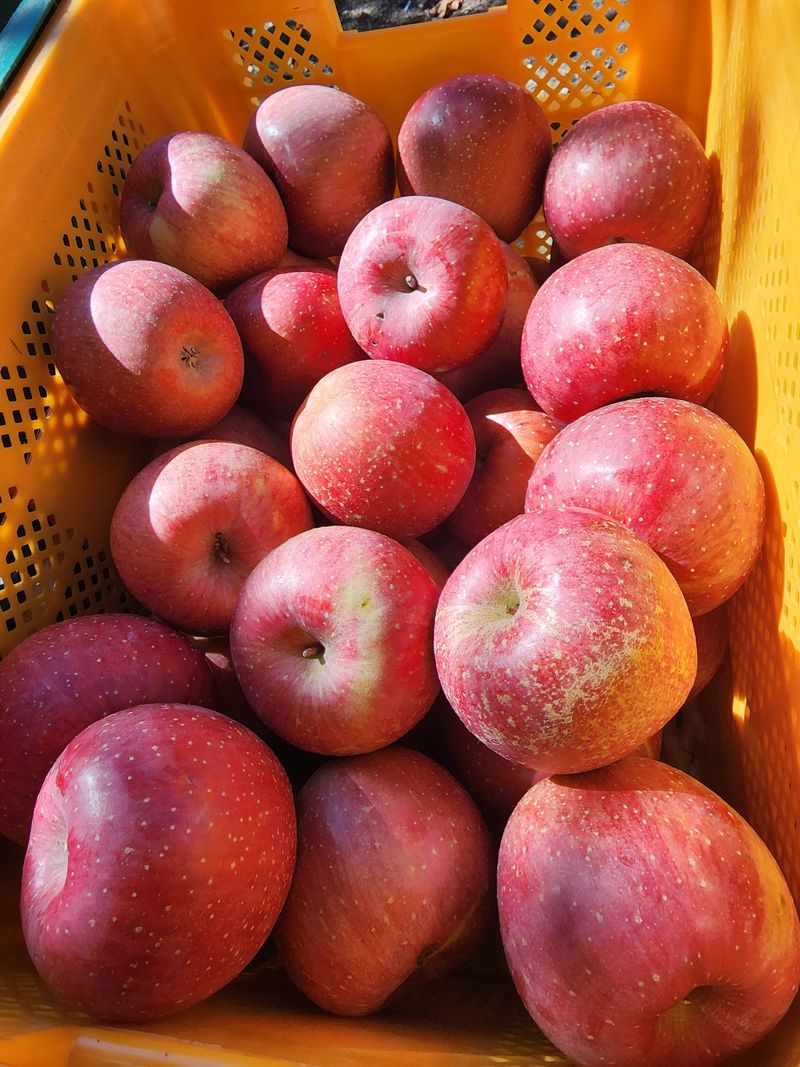 장터 상품 [부사사과 30000] 썸네일