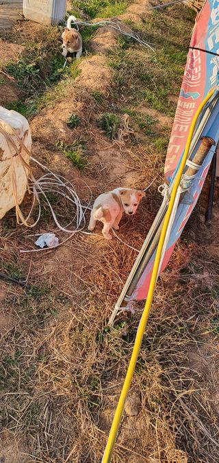 김옥기 님의 배추 · 일상 작성글 사진