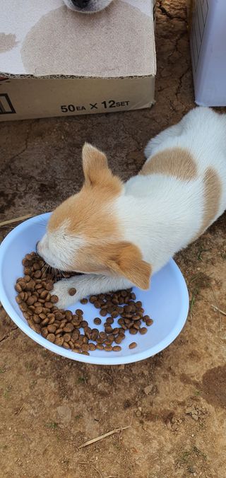 김옥기 님의 배추 · 일상 작성글 사진