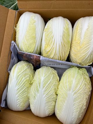 표고버섯9493님의 작성글 사진