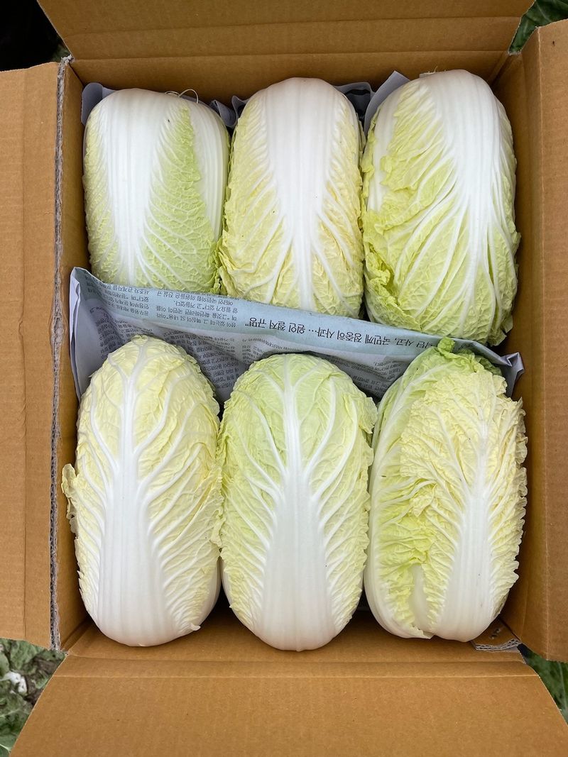 장터 상품 [알배기배추 8~10kg 기준 1박스에 12,000원] 썸네일