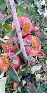 팜모닝 사과·자연재해•동물피해 게시글 이미지