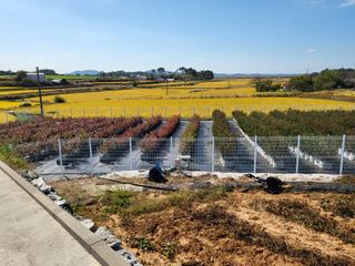 충남서산최옥희님의 블루베리 · 자유게시판 작성글 사진