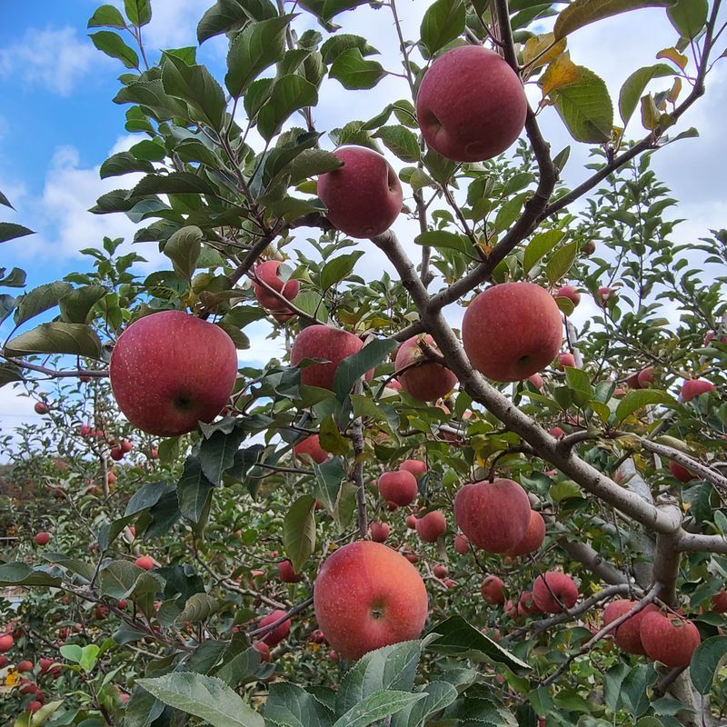 장터 상품 [사과 팝니다(부사:미얀마) ] 썸네일