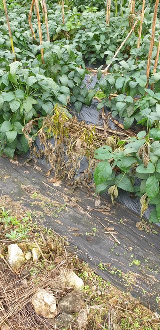 칠봉오얏골님의 콩 · 병해충상담 작성글 사진