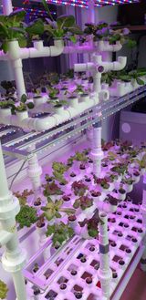 팜모닝 상추·자유게시판 게시글 이미지