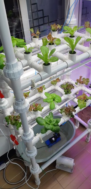 김기영님의 상추 · 자유게시판 작성글 사진