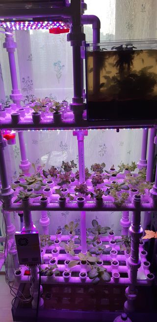 김기영님의 상추 · 자유게시판 작성글 사진