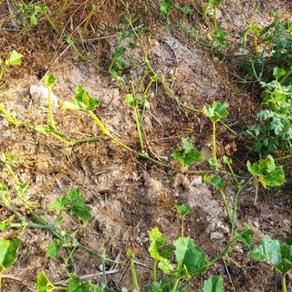 김은성님의 호박 · 자유게시판 작성글 사진