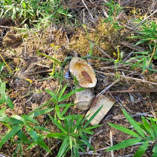 김은성님의 호박 · 자유게시판 작성글 사진