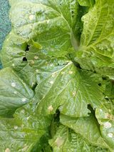 팜모닝 배추·병해충상담 게시글 이미지