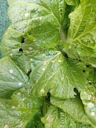 박응철님의 배추 · 병해충상담 작성글 사진