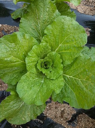 고경재님의 기타작물 · 병해충상담 작성글 사진