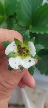 팜모닝 딸기·시세•판로 게시글 이미지