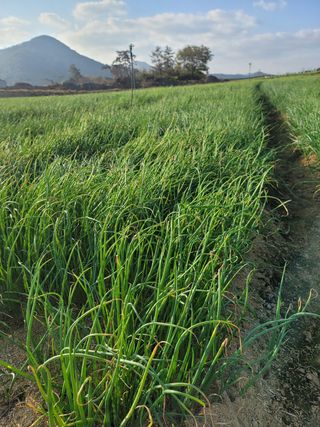 남편이농부님의 양파 · 자유게시판 작성글 사진