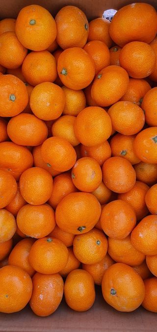 수산자매농장님의 작성글 사진